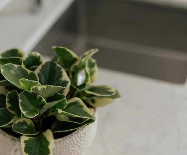 Apartment Dock 1 Santa Cruz de Tenerife